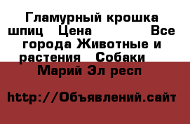 Гламурный крошка шпиц › Цена ­ 30 000 - Все города Животные и растения » Собаки   . Марий Эл респ.